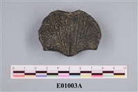 藏品(腕足介化石)的圖片